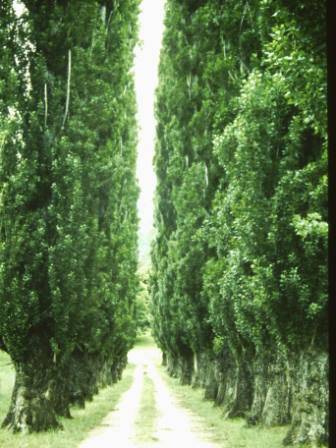 T11399 Populus nigra italica 