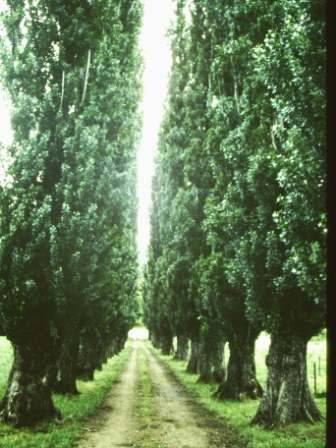 T11399 Populus nigra italica 