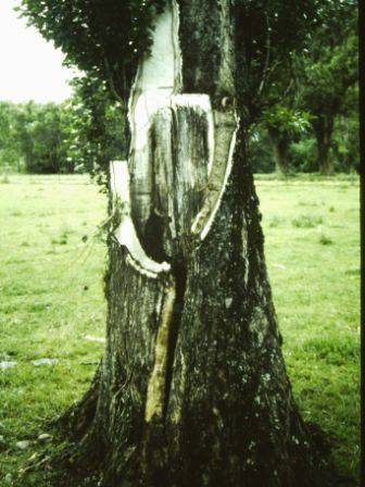 T11399 Populus nigra italica 