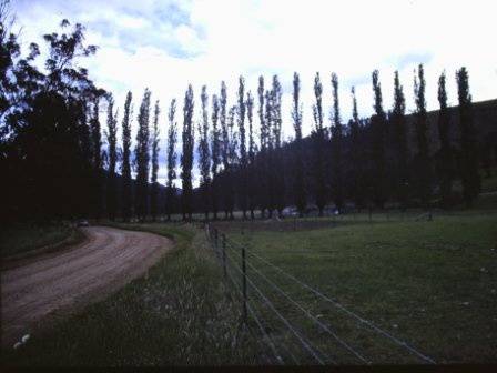 T11399 Populus nigra italica 