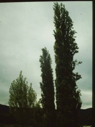 T11399 Populus nigra italica 