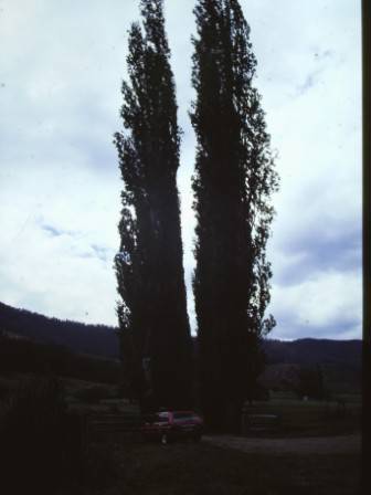 T11399 Populus nigra italica 
