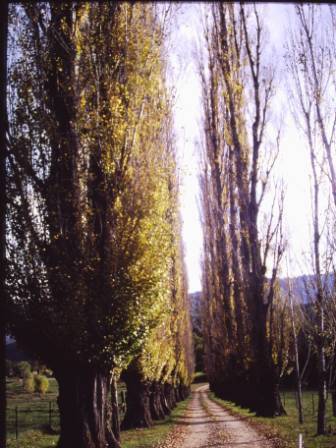 T11399 Populus nigra italica 