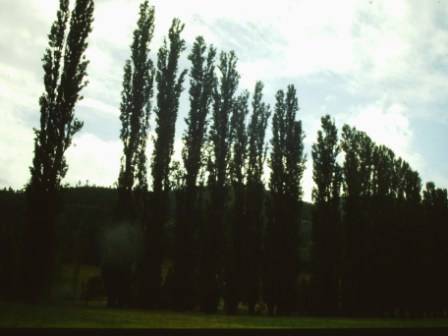 T11399 Populus nigra italica
