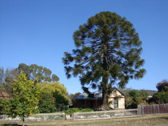 T11825 Araucaria bidwillii