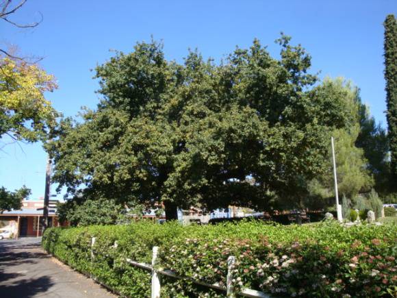 T11821 Quercus robur 