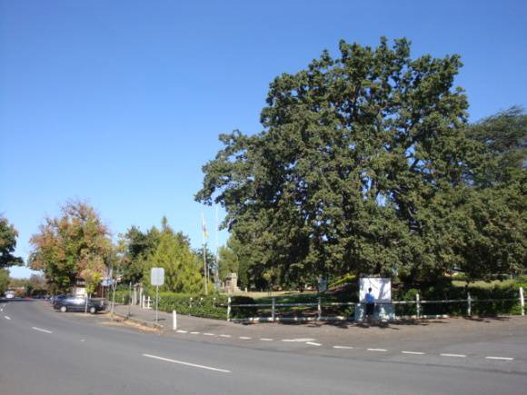 T11821 Quercus robur 