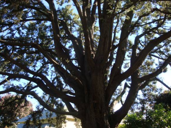 T11470 Juniperus oxycedrus subsp. Macrocarpa