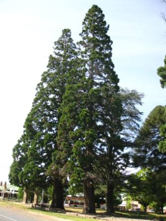 T11342 Sequoiadendron giganteum 