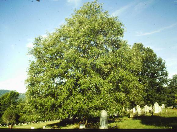 T11401 Quercus leucotrichophora