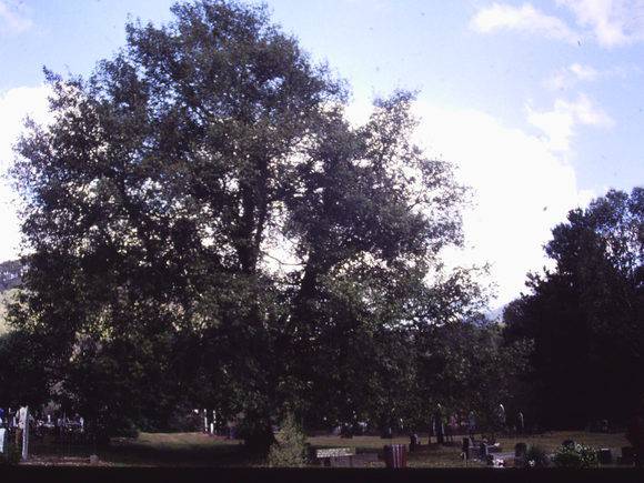 T11401 Quercus leucotrichophora