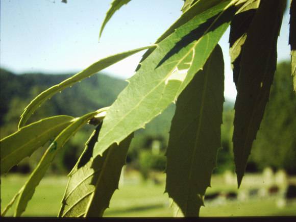 T11401 Quercus leucotrichophora