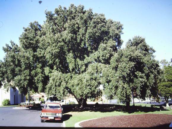 T11405 Quercus suber 
