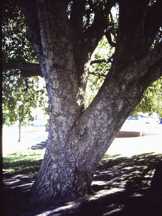T11405 Quercus suber 