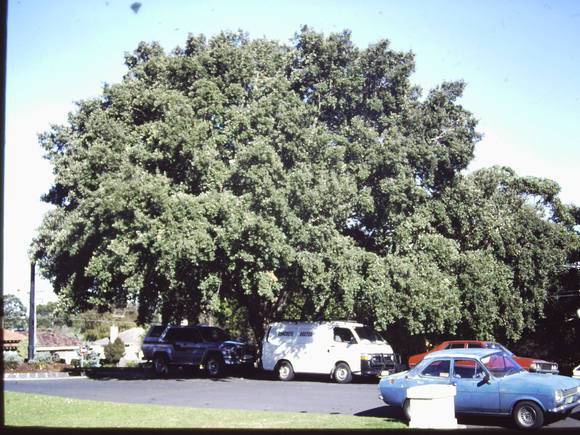 T11405 Quercus suber