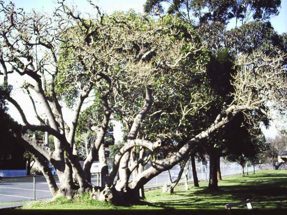 T11407 Phytolacca dioica 