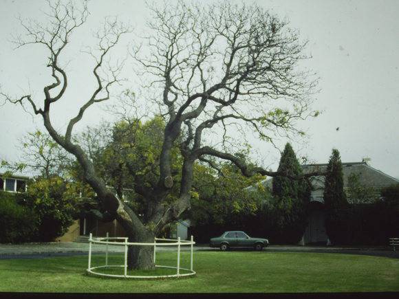 T11408 Koelreteria paniculata