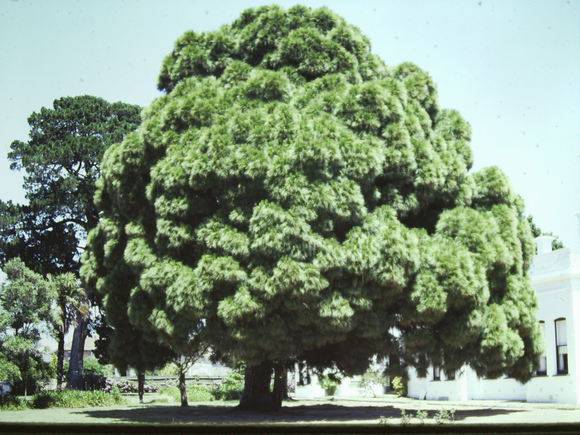 T11411 Pinus canariensis 
