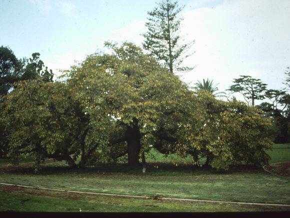 T11412 Ulmus glabra pendula 