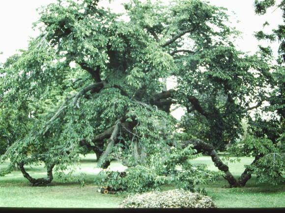 T11412 Ulmus glabra pendula 