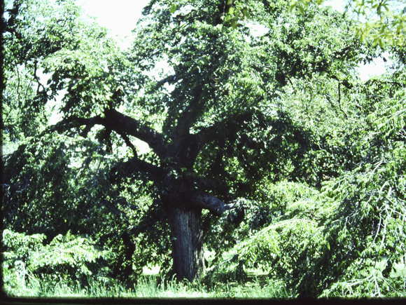 T11412 Ulmus glabra pendula 