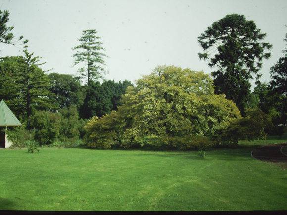 T11412 Ulmus glabra pendula 