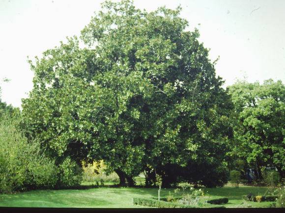T11415 Magnolia grandifolia
