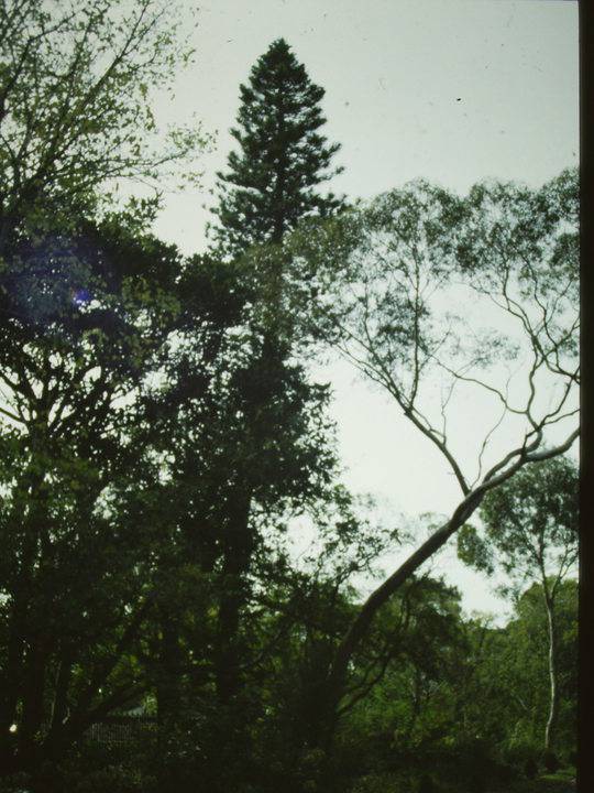 T11416 Araucaria columnaris 