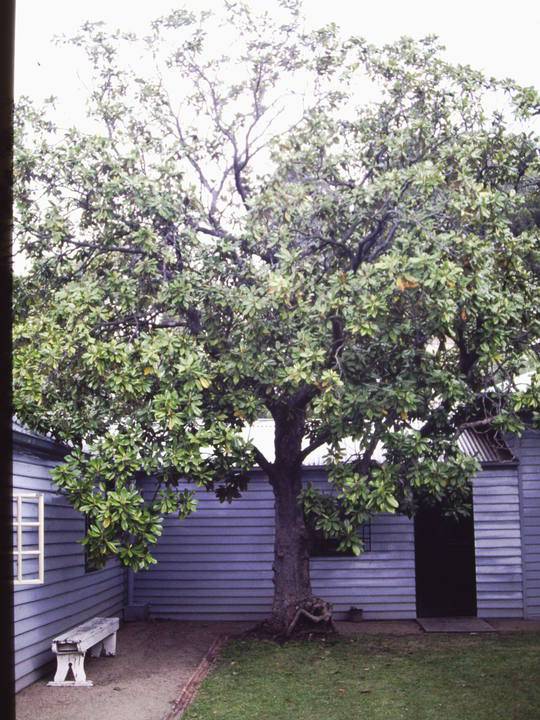 T11419 Magnolia grandiflora 