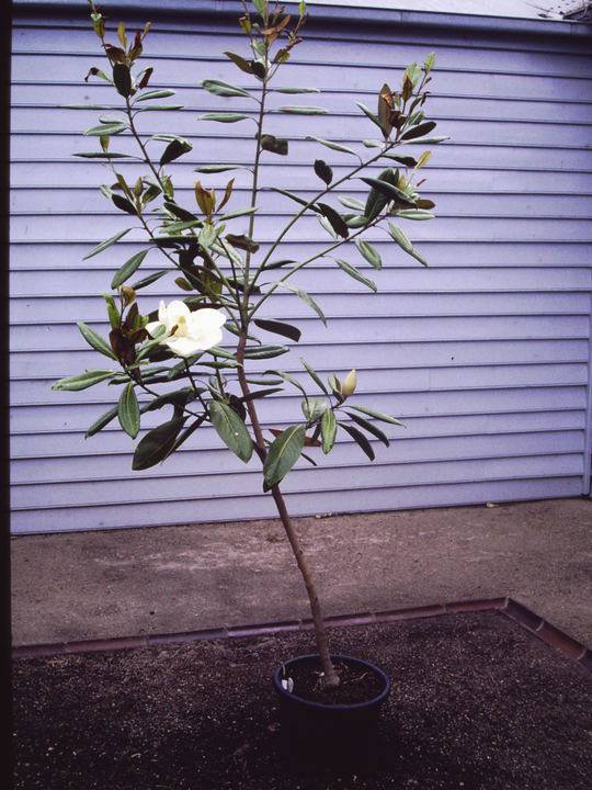 T11419 Magnolia grandiflora 
