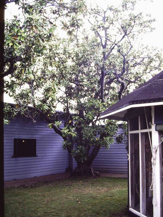 T11419 Magnolia grandiflora