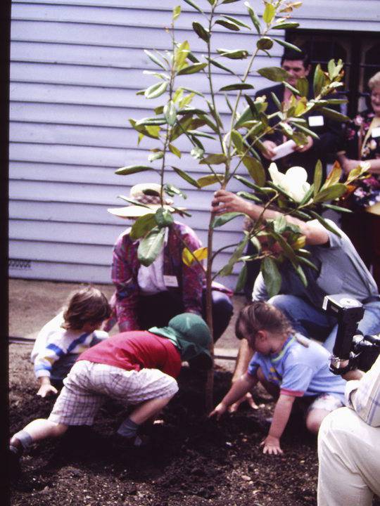 T11419 Magnolia grandiflora planting J Edmondson