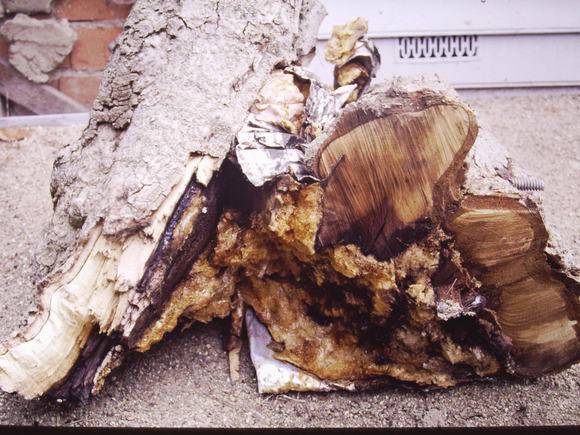 T11419 Magnolia grandiflora removed.JPG