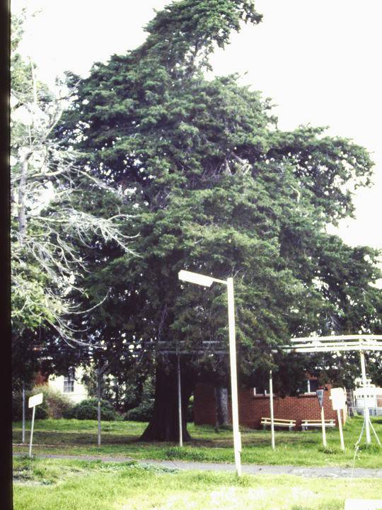 T11423 Hesperocyparis macnabiana 