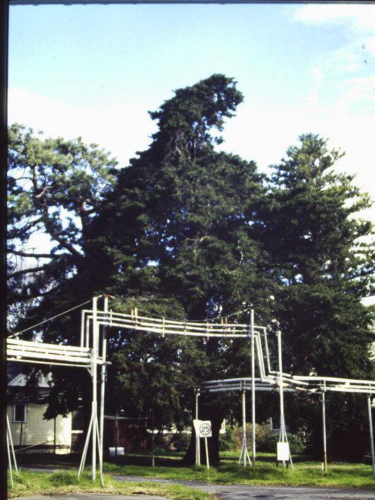 T11423 Hesperocyparis macnabiana 