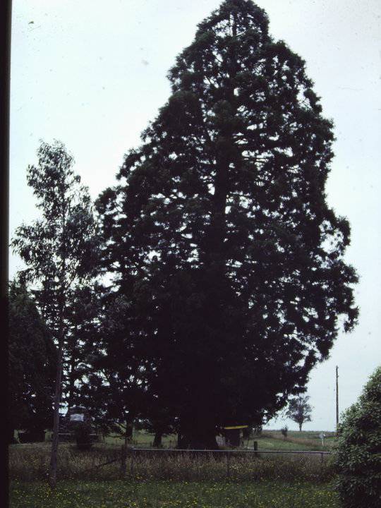 T11425 Sequoiadendrum giganteum 