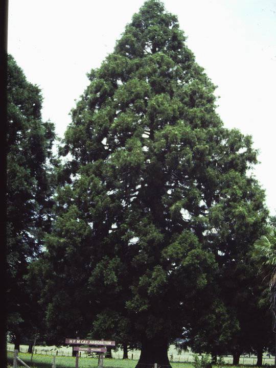 T11425 Sequoiadendrum giganteum 