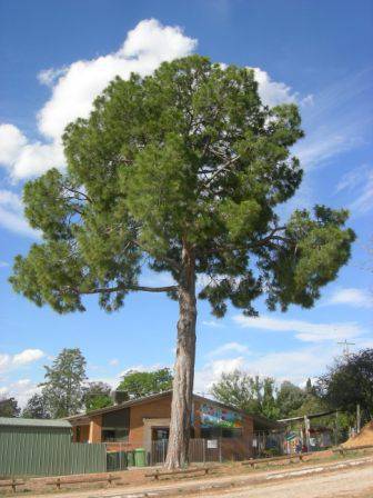 T11101 Pinus roxbughii 