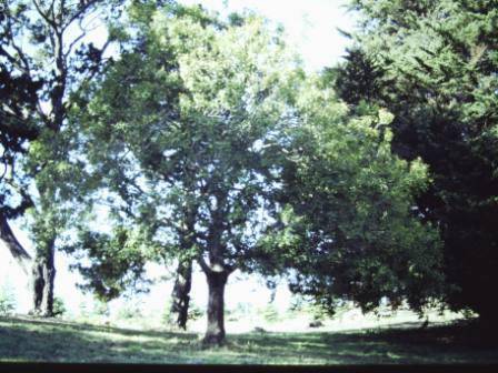 T11435 Acer opalus subsp. obtusatum 