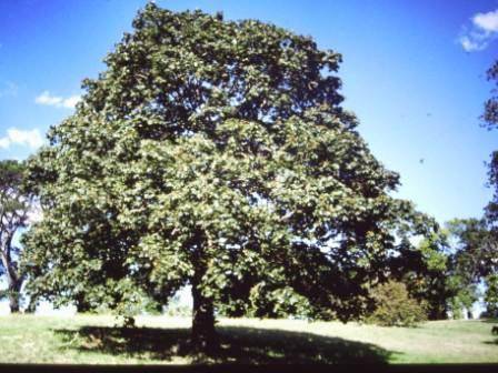 T11436 Acer platanoides 
