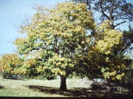 T11436 Acer platanoides