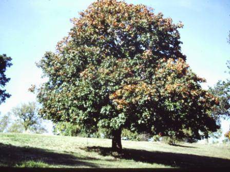 T11436 Acer platanoides 