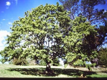 T11436 Acer platanoides