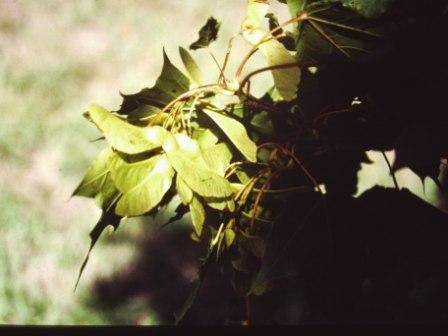 T11436 Acer platanoides 