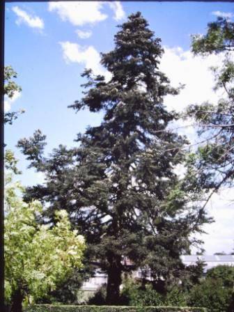T11437 Abies pinsapo