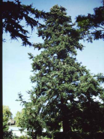T11437 Abies pinsapo