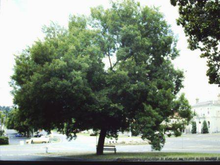 T11440 Ulmus parvifolia 