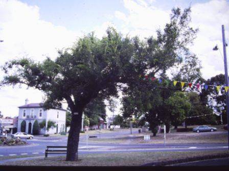 T11440 Ulmus parvifolia
