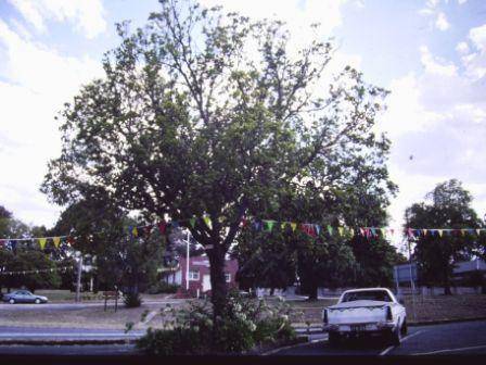 T11441 Ulmus glabra 'Exoniensis'