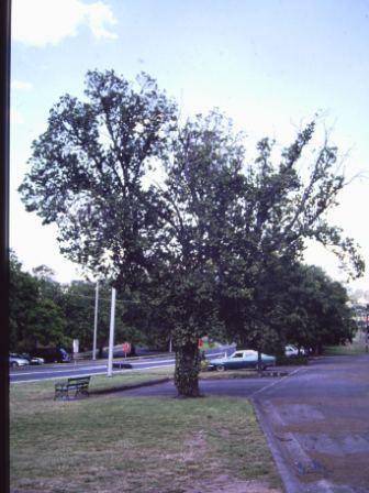 T11441 Ulmus glabra 'Exoniensis'